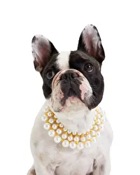 Dubai Dog Necklace 