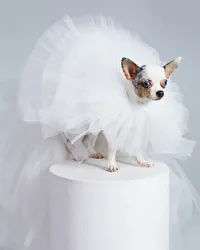 Bride Gown