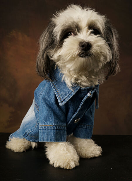 Göktürk Pati Evi Betty Denim Kedi & Köpek Ceket -1