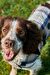 Barbour Ekose Köpek Montu TN11 Classic Tartan