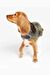 Barbour Wetherham Ekose Köpek Montu TN11 Classic Tartan