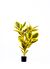The Mia Yapay Ficus Altissima Ağacı Sarı Yeşil 120 cm