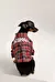 Johnny Dog Shirt
