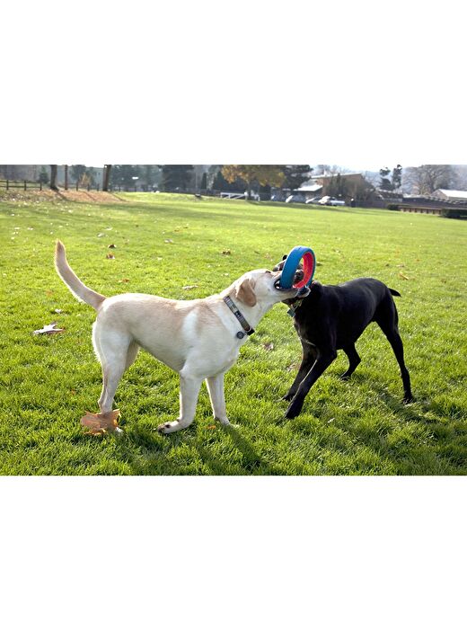 Chuckit! Fetch Wheel Oyun Halkası (Küçük Boy) 4