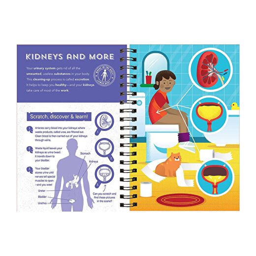 Human Body - Scratch, Discover And Learn 4