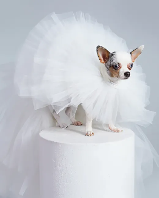 Bride Gown 1